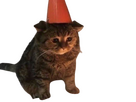 https://image.noelshack.com/minis/2023/44/6/1699055259-chat-doomer.png
