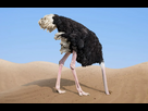 https://image.noelshack.com/fichiers/2023/45/1/1699264760-1200x768-les-autruches-ont-la-reputation-d-etre-des-oiseaux-peureux.png