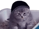 https://image.noelshack.com/fichiers/2023/46/7/1700364747-chat-doomer-1.png