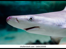 https://image.noelshack.com/minis/2023/46/7/1700427688-sharks-swimming-captive-pond-deep-260nw-1606130500.png