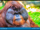 https://image.noelshack.com/fichiers/2023/47/1/1700503735-fermez-vous-jusqu-au-visage-du-male-dominant-orang-outan-de-bornean-pygm-de-pongo-97564817.jpg