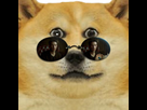 https://image.noelshack.com/fichiers/2023/47/5/1700857961-morpheusdoge.png