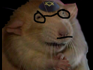 https://image.noelshack.com/minis/2023/48/6/1701523825-ratdeguise.png