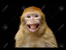 https://image.noelshack.com/fichiers/2023/49/6/1702124206-83037740-portrait-drole-de-sourire-singe-macaque-de-barbarie-montrant-des-dents-isolees-sur-fond-noir.jpg