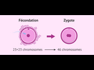 https://image.noelshack.com/fichiers/2023/51/6/1703343059-fecondation-et-formation-du-zygote.png