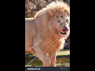 https://image.noelshack.com/fichiers/2023/51/7/1703372844-stock-photo-white-lion-king-up-close-scared-faces-at-the-water-hole-with-big-eyes-and-blood-stained-mouth-1480883507.jpg