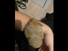 https://image.noelshack.com/minis/2023/52/1/1703528439-9a8e37cd-b8b7-479c-ad3e-9da266dc81cf.png