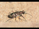 https://image.noelshack.com/minis/2024/01/1/1704125303-reduit-web-cicindela-hybrida.png