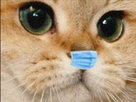 https://www.noelshack.com/2024-01-1-1735581588-minou-mask.png