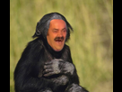 https://image.noelshack.com/fichiers/2024/02/5/1705088026-risitas-chimpanze.png