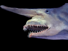 https://image.noelshack.com/minis/2024/02/6/1705178467-otw-animals-20200908-122544.png