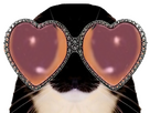 https://image.noelshack.com/fichiers/2024/02/7/1705254088-chat-lunettes-coeur.png