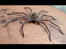 https://image.noelshack.com/minis/2024/02/7/1705264136-heteropoda-2bc5c39d-b108-4c68-b33c-7d2529839e9-resize-750-300x178.png