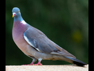 https://image.noelshack.com/fichiers/2024/03/4/1705569550-pigeon-ramier-region-parisienne.jpg