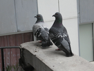 https://image.noelshack.com/fichiers/2024/03/4/1705569964-pigeons-surveillent.jpg