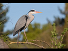 https://image.noelshack.com/fichiers/2024/03/4/1705576165-338px-grey-heron-2022-04-03-03.jpg