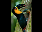 https://image.noelshack.com/fichiers/2024/04/3/1706103699-toucan.png