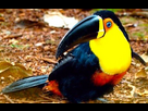 https://image.noelshack.com/fichiers/2024/04/3/1706104279-toucan-a.jpg