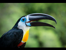 https://image.noelshack.com/fichiers/2024/04/3/1706104321-toucan-ariel.jpg