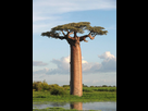 https://image.noelshack.com/fichiers/2024/05/4/1706818786-1200px-adansonia-grandidieri04.jpg