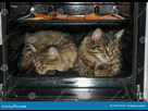 https://image.noelshack.com/minis/2024/06/5/1707489346-cats-went-to-sleep-oven-gas-stove-cats-went-to-sleep-oven-gas-stove-oven-smells-delicious-195274133.png