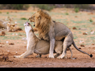 https://image.noelshack.com/fichiers/2024/07/2/1707849677-c0292209-african-lions-mating.jpg