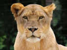 https://image.noelshack.com/fichiers/2024/07/2/1707849812-5ddn7cm-lioness-625x300-14-august-23.jpg