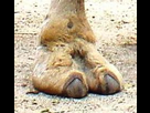 https://image.noelshack.com/fichiers/2024/07/3/1707927337-camel-foot.jpg