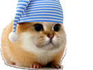 https://image.noelshack.com/fichiers/2024/07/4/1708036459-hamster-bonne-nuit.jpg