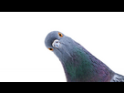 https://image.noelshack.com/fichiers/2024/07/6/1708162328-maladies-transmissibles-pigeon-c-1-1200x675.jpeg