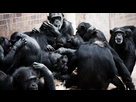 https://image.noelshack.com/minis/2024/07/6/1708173109-2-chimpanzees.png