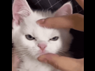 https://image.noelshack.com/minis/2024/07/6/1708205570-cat-kitty.png