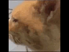 https://image.noelshack.com/minis/2024/08/3/1708553669-ezgif-5-c39591fe3c.png
