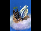 https://image.noelshack.com/fichiers/2024/08/5/1708722576-german-shepherd-angel-darlene-grubbs.jpg