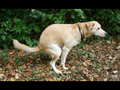 https://image.noelshack.com/fichiers/2024/09/2/1709053862-golden-labrador-doing-her-009.jpg