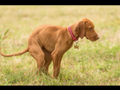 https://image.noelshack.com/fichiers/2024/09/2/1709053887-hungarian-vizsla-dog-poops-in-the-green-park-sasastock-shutterstock-e1666712914371.jpg