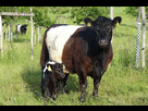 https://image.noelshack.com/fichiers/2024/09/6/1709386096-belted-galloway-galerie-4.jpg