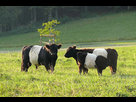 https://image.noelshack.com/fichiers/2024/09/6/1709386106-belted-galloway-galerie-1.jpg