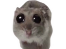 https://image.noelshack.com/fichiers/2024/10/1/1709578929-1709067347-sadhamster.png