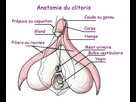 https://image.noelshack.com/fichiers/2024/10/2/1709600276-images-clitoris-anatomie.jpg