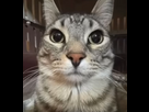 https://image.noelshack.com/minis/2024/10/3/1709719732-catchat.png