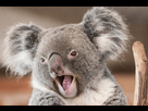 https://image.noelshack.com/fichiers/2024/10/3/1709756553-closeup-koala-mouth-open-surprised-600nw-646719217.jpg