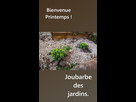 https://www.noelshack.com/2024-10-4-1709840010-joubarbe-des-jardins-fb.jpg