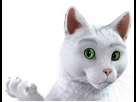 https://image.noelshack.com/fichiers/2024/10/5/1709921284-s7-video-quand-le-chat-de-feu-vert-declare-la-guerre-aux-constructeurs-31117.jpg
