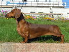 https://image.noelshack.com/fichiers/2024/10/5/1709924384-short-haired-dachshund.jpg