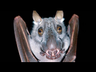 https://image.noelshack.com/fichiers/2024/10/6/1709995551-big-lipped-bat.jpg