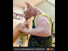 https://image.noelshack.com/fichiers/2024/11/5/1710503817-house-cat-suffering-from-myostatin-related-muscle-v0-vm1r4u77b7c91.jpg