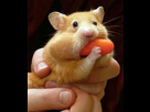 https://image.noelshack.com/fichiers/2024/11/5/1710505971-hamster.jpg