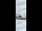 https://image.noelshack.com/fichiers/2024/12/4/1711001292-one-piece-chapter-1111-summary-v0-n8u0dd82nkpc1.jpg