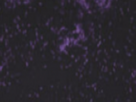 https://image.noelshack.com/fichiers/2024/14/1/1711996417-38-xe0rmqik.png
